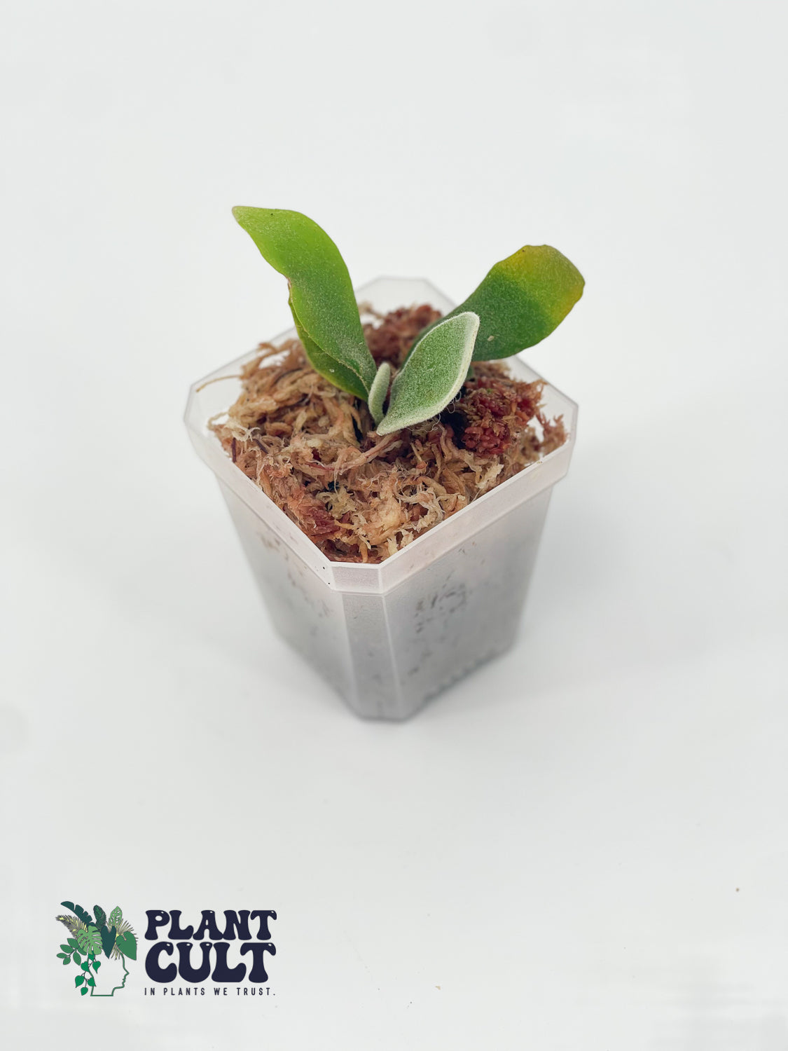 Platycerium Blue moon + Wild Cat + Harusame Sporeling