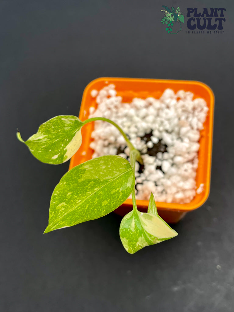 Monstera 'Thai Constellation'