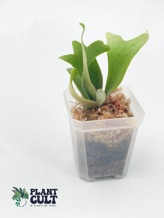 Platycerium Soho Sporeling