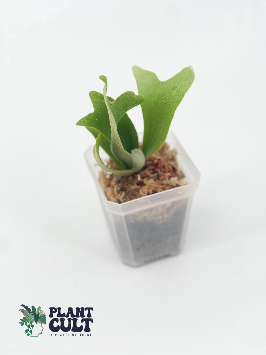 Platycerium Soho Sporeling