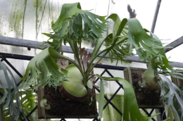 Platycerium Abigail Sporeling