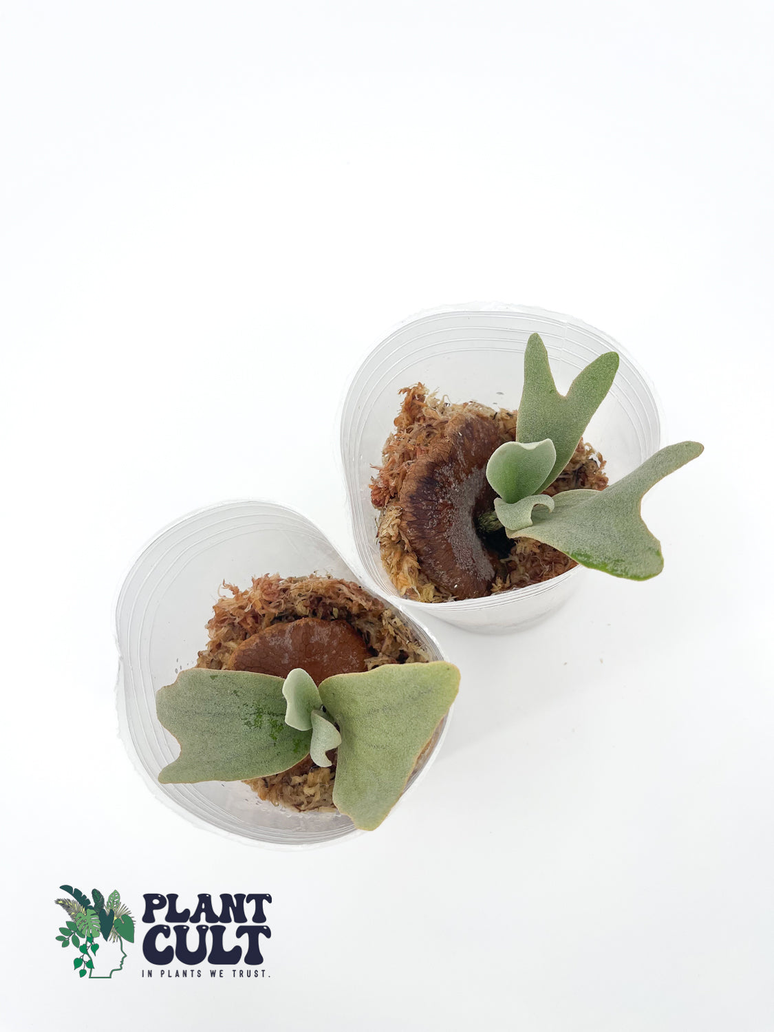 Platycerium Foong SiQi Dwarf (pup)