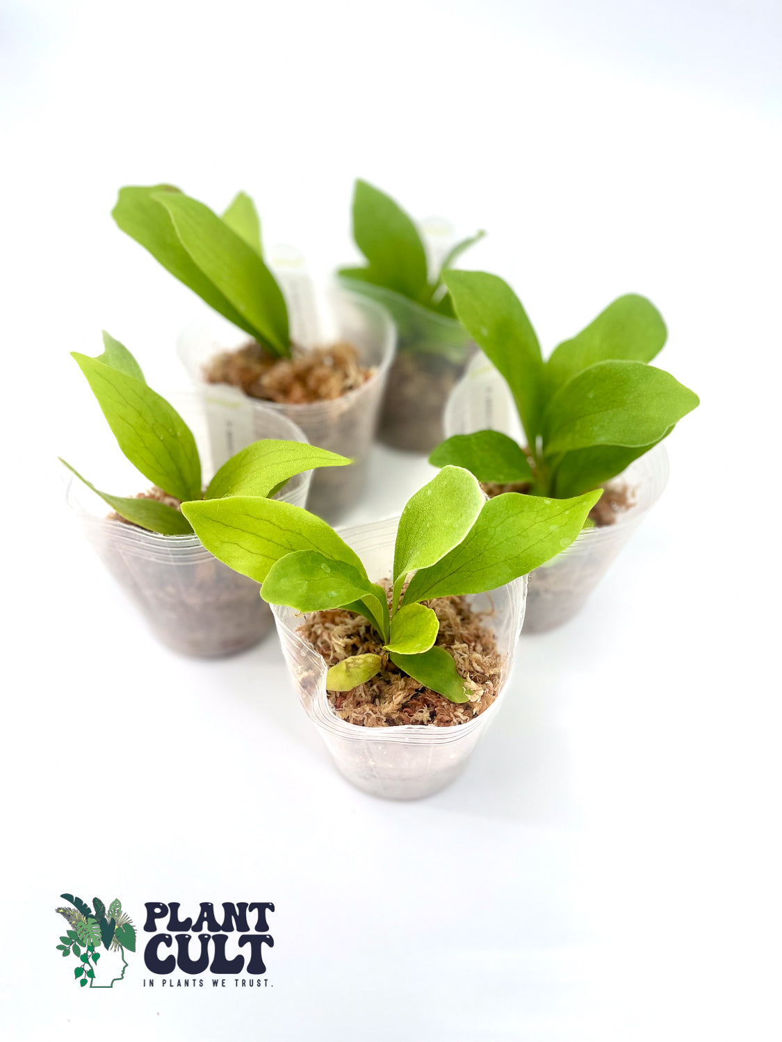 Platycerium Abigail Sporeling