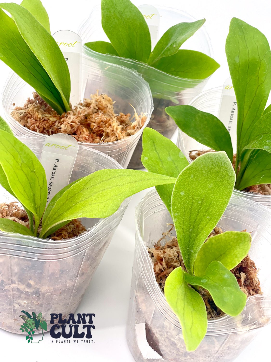 Platycerium Abigail Sporeling