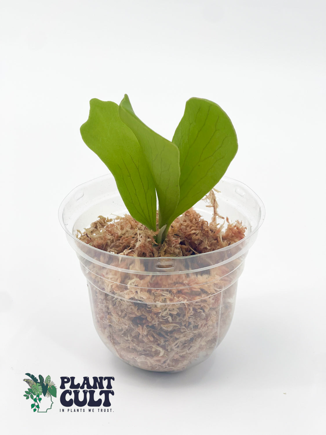 Platycerium Abigail Sporeling