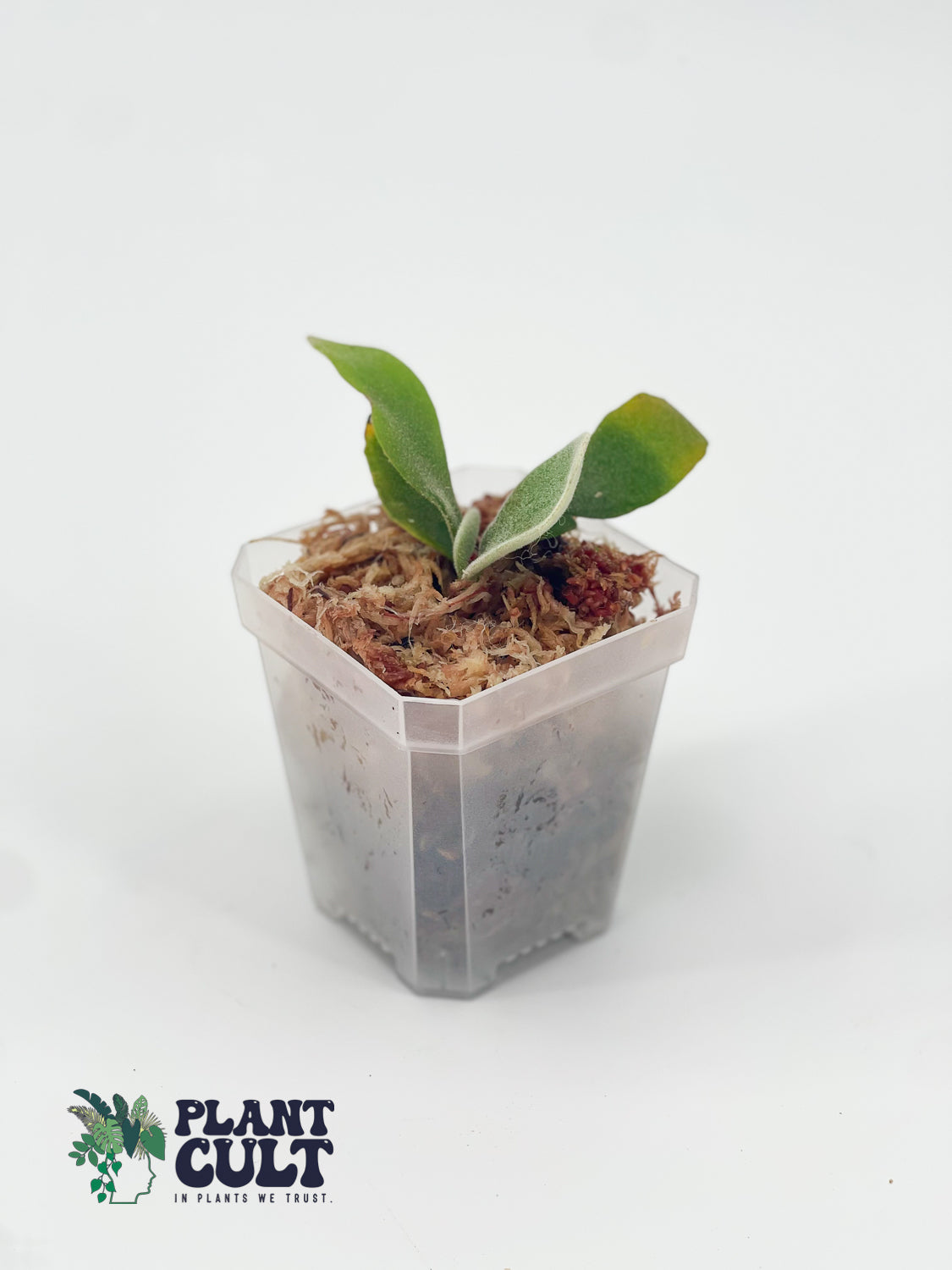 Platycerium Blue moon + Wild Cat + Harusame Sporeling