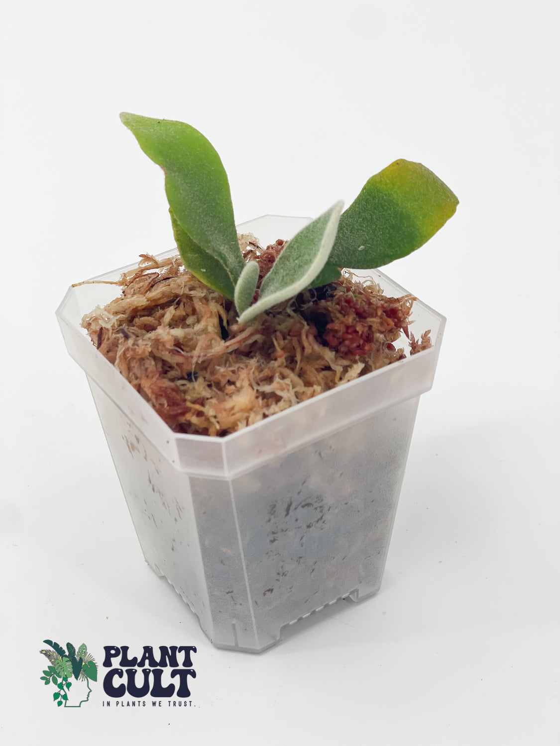 Platycerium Blue moon + Wild Cat + Harusame Sporeling