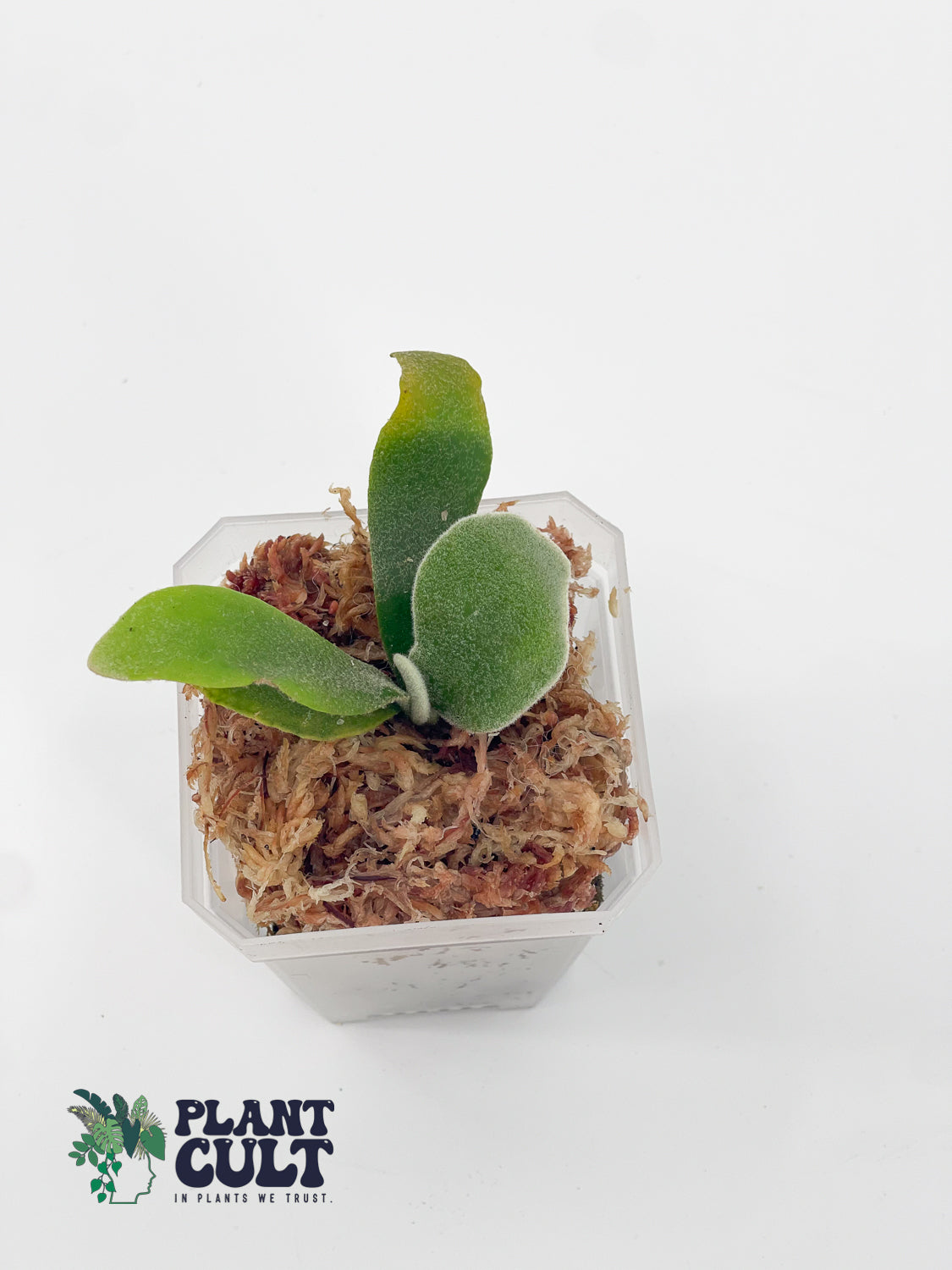 Platycerium Blue moon + Wild Cat + Harusame Sporeling