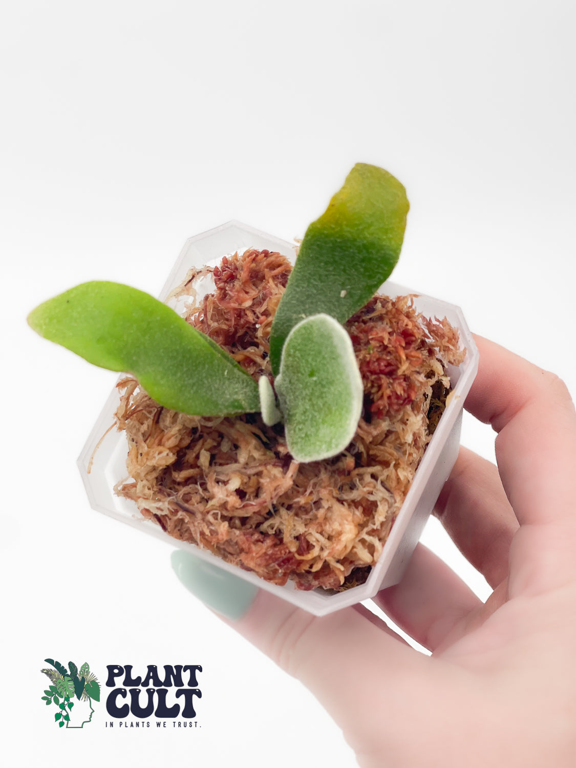 Platycerium Blue moon + Wild Cat + Harusame Sporeling