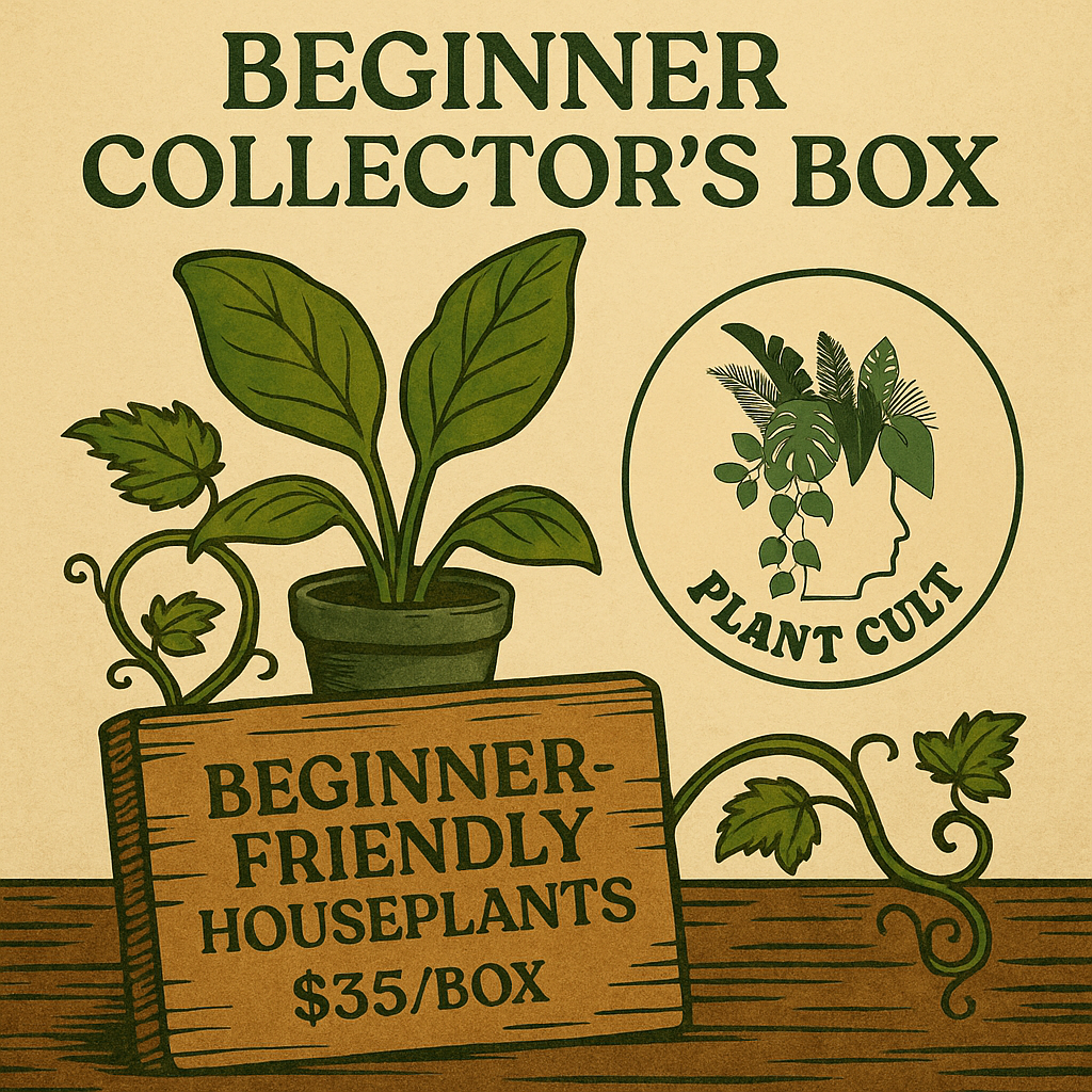 Beginner Collector's Subscription Box