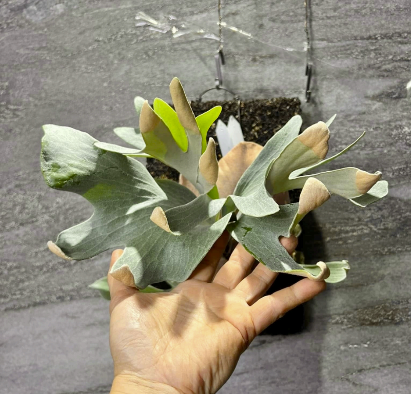 Platycerium Foong SiQi Dwarf (pup)