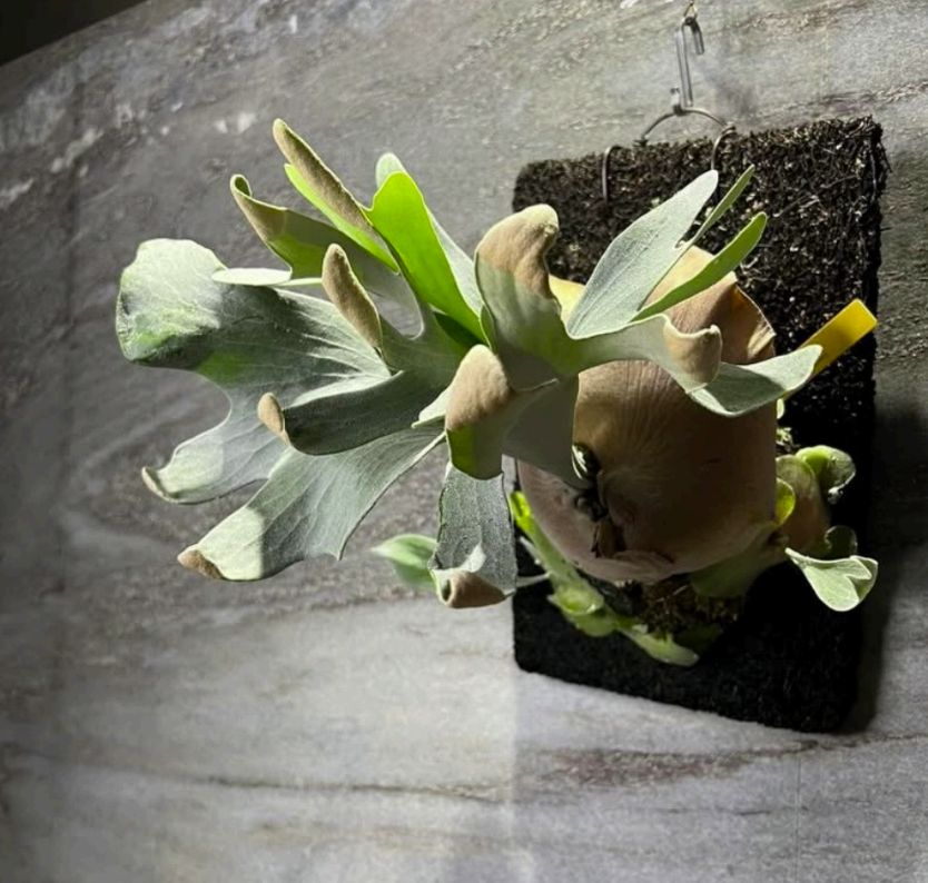 Platycerium Foong SiQi Dwarf (pup)