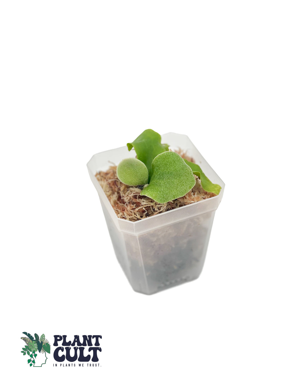 Platycerium Ginka x Lion Head Sporeling