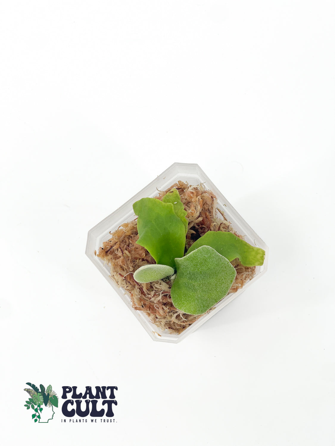 Platycerium Ginka x Lion Head Sporeling