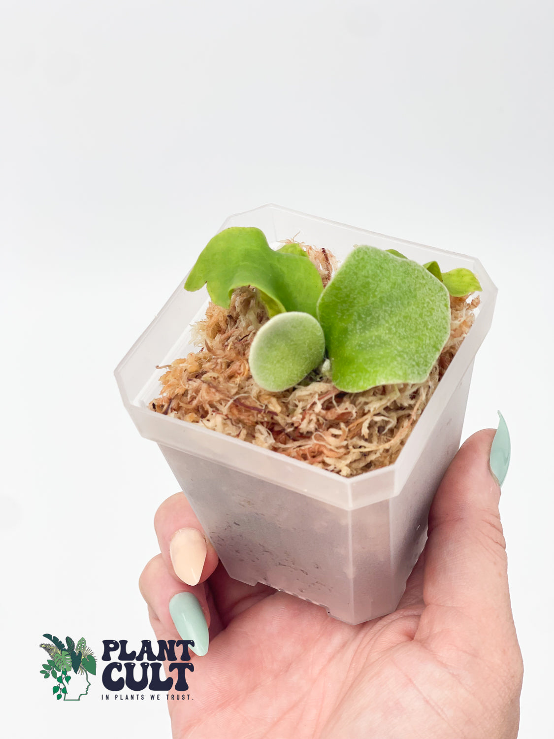 Platycerium Ginka x Lion Head Sporeling