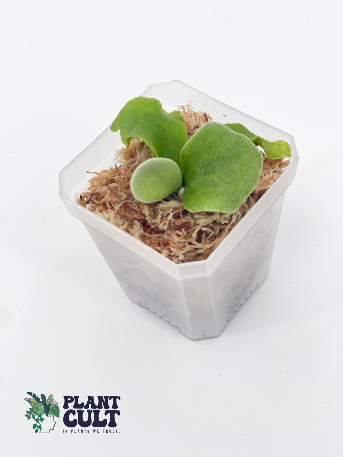 Platycerium Ginka x Lion Head Sporeling