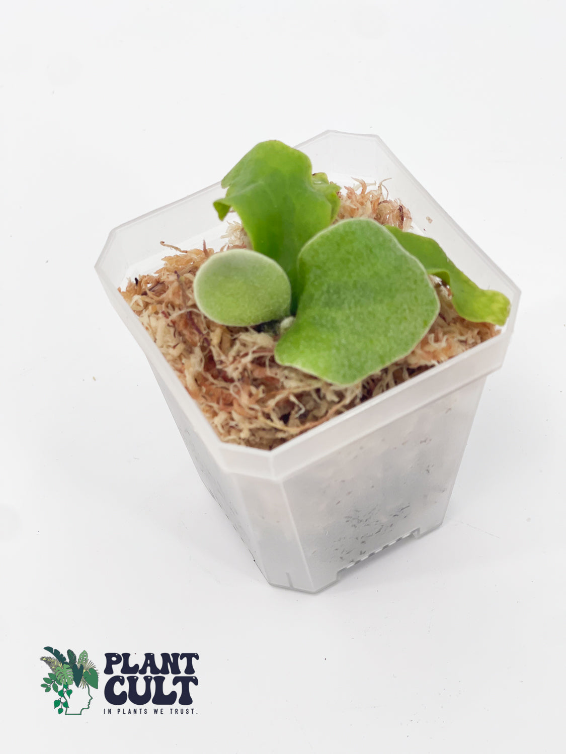 Platycerium Ginka x Lion Head Sporeling