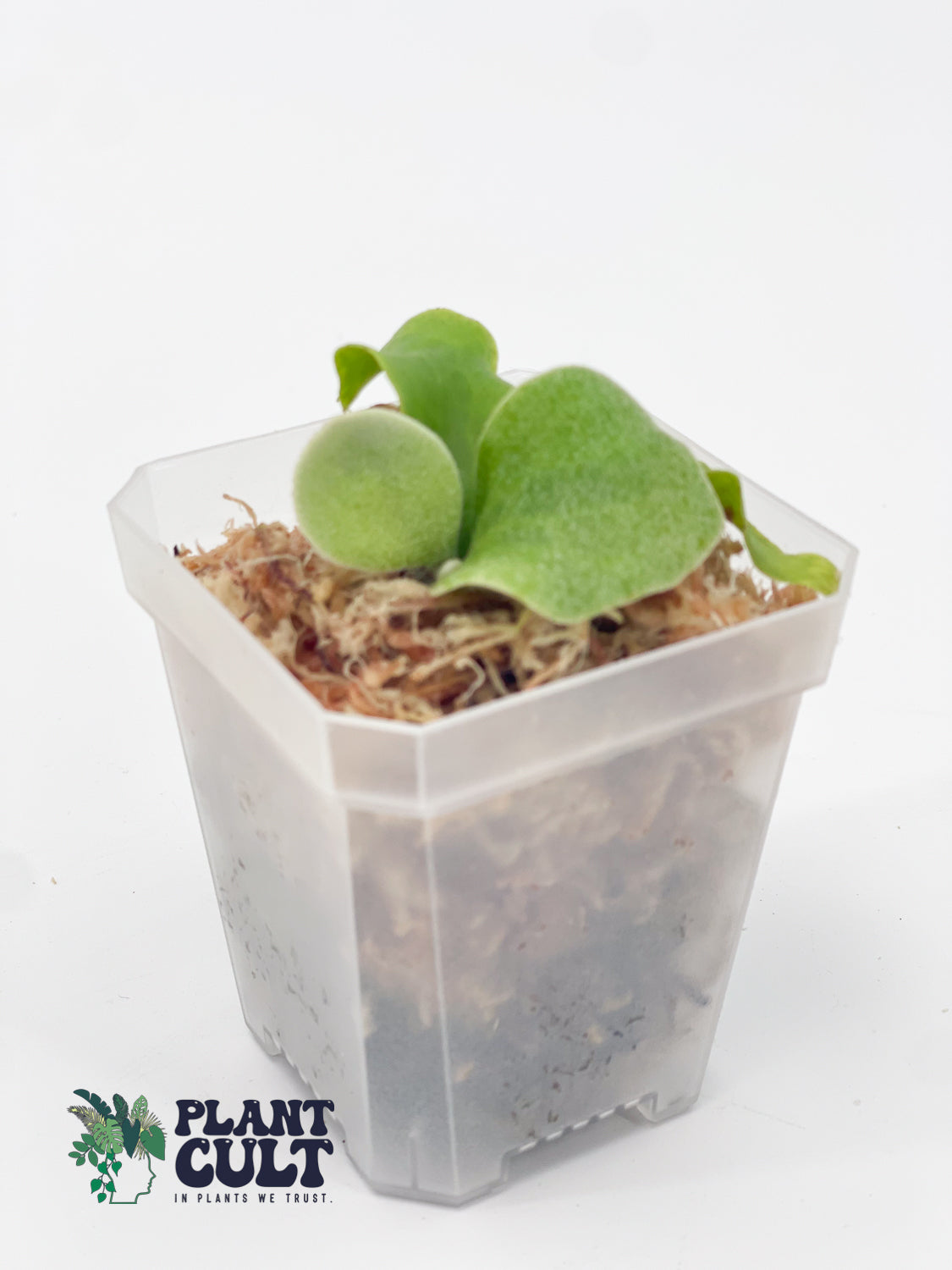 Platycerium Ginka x Lion Head Sporeling