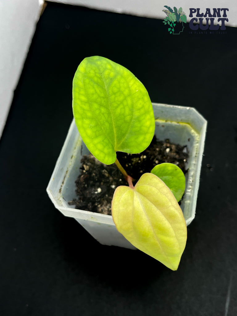 Anthurium Ace of Spades x Pap x (Eastern x Windy)