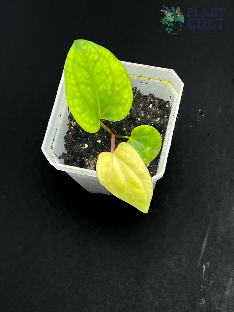 Anthurium Ace of Spades x Pap x (Eastern x Windy)