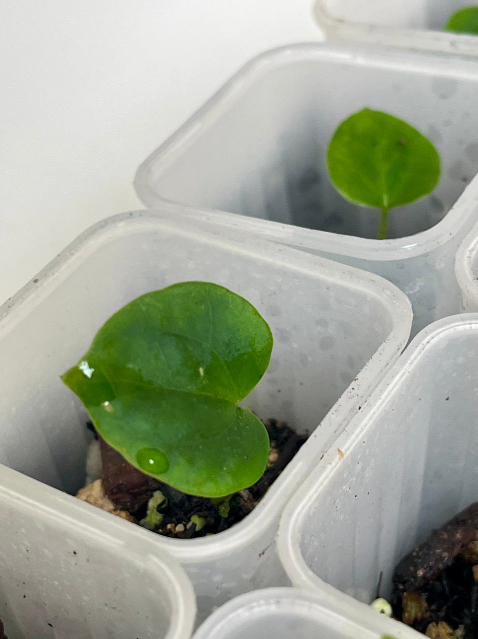 Anthurium Ace of Spades x Pap x (Eastern x Windy)