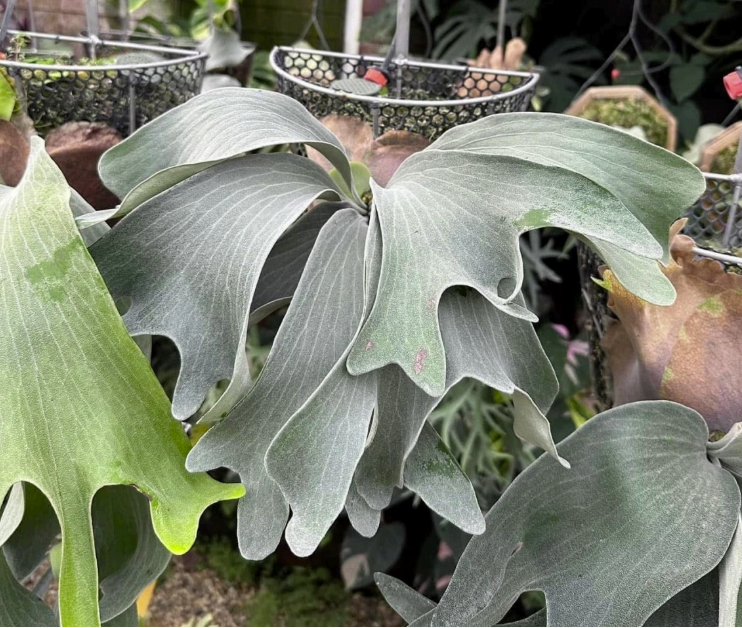 Platycerium Moby Dick Sporeling