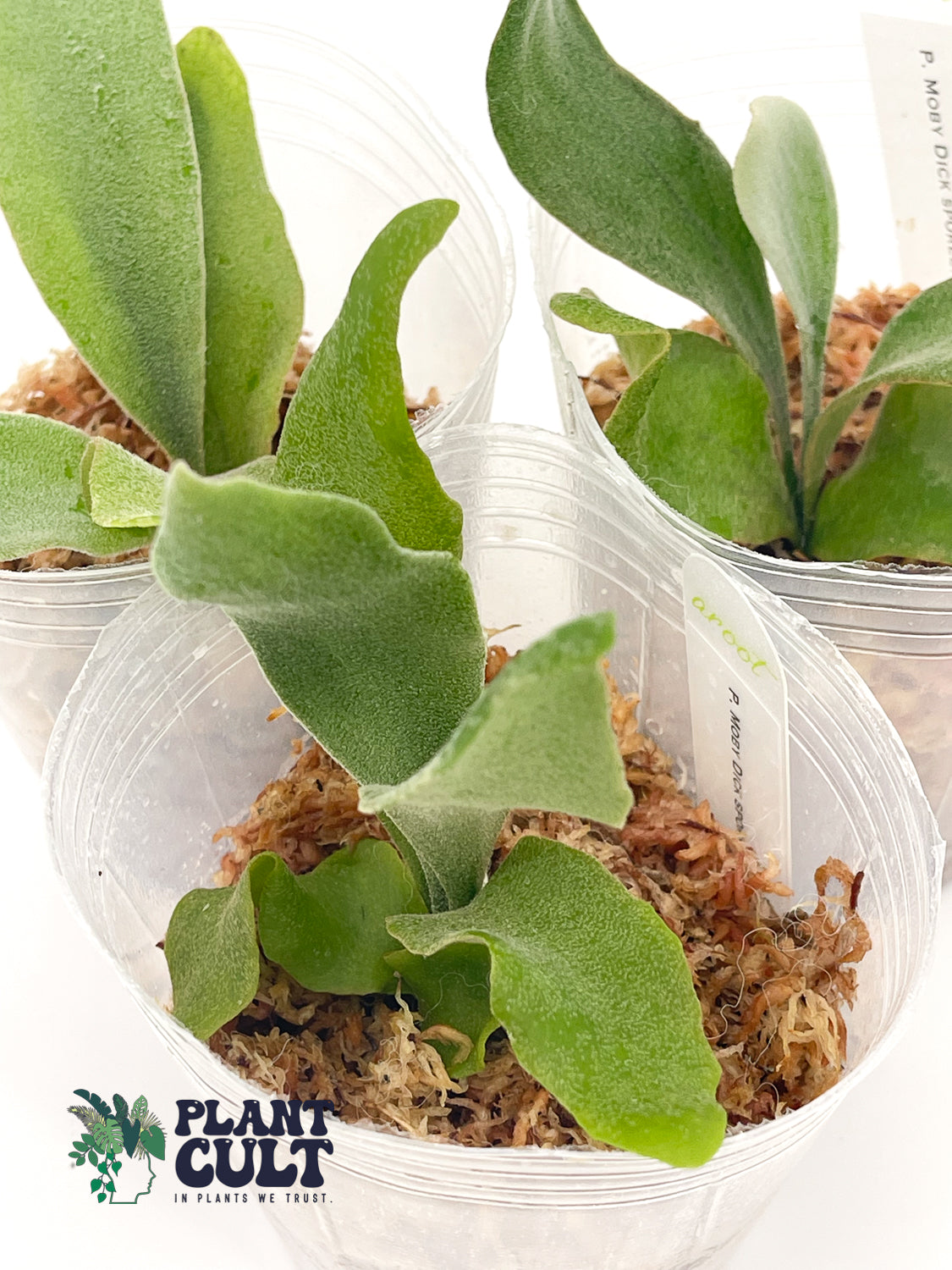 Platycerium Moby Dick Sporeling