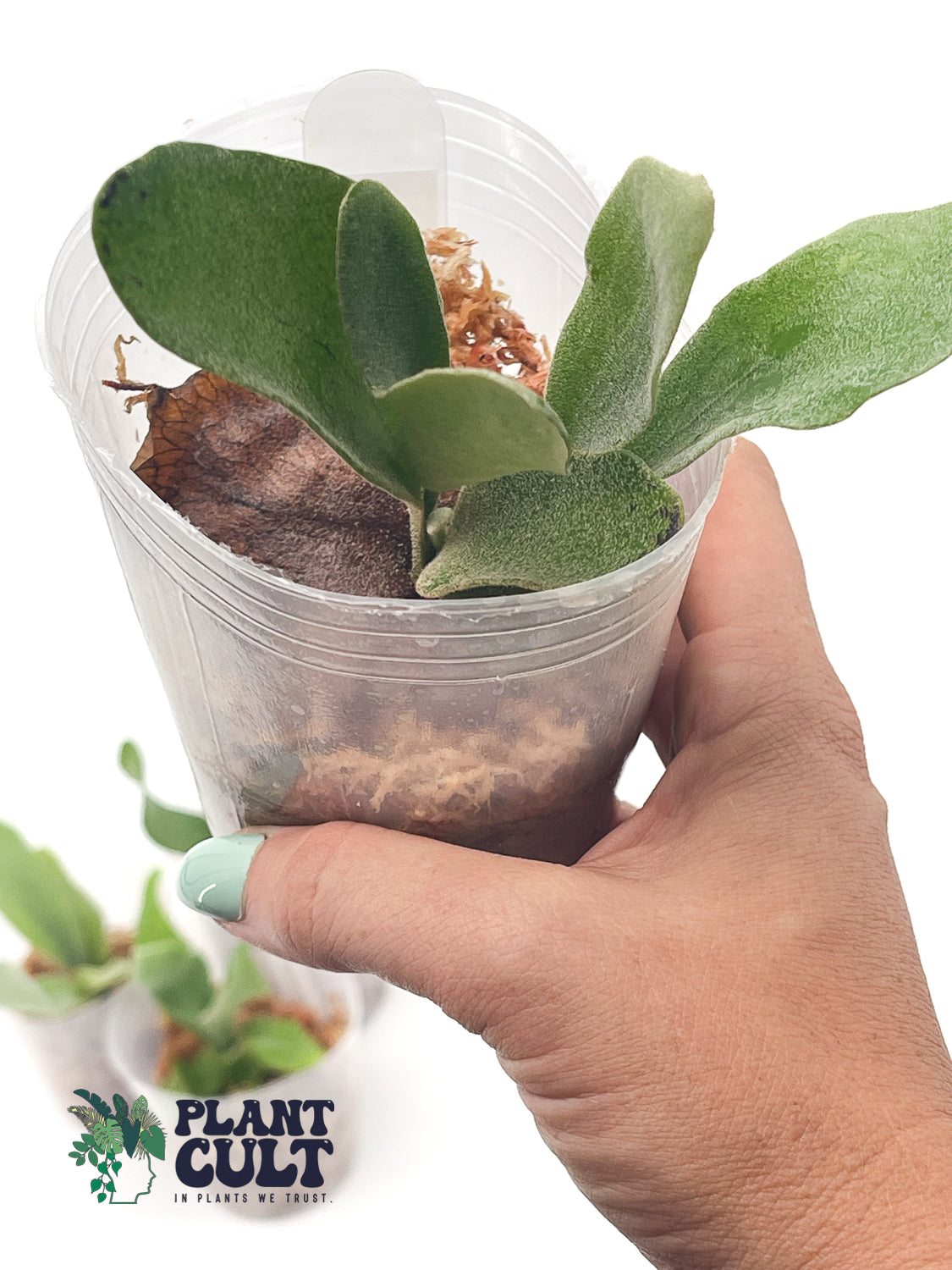 Platycerium Moby Dick Sporeling