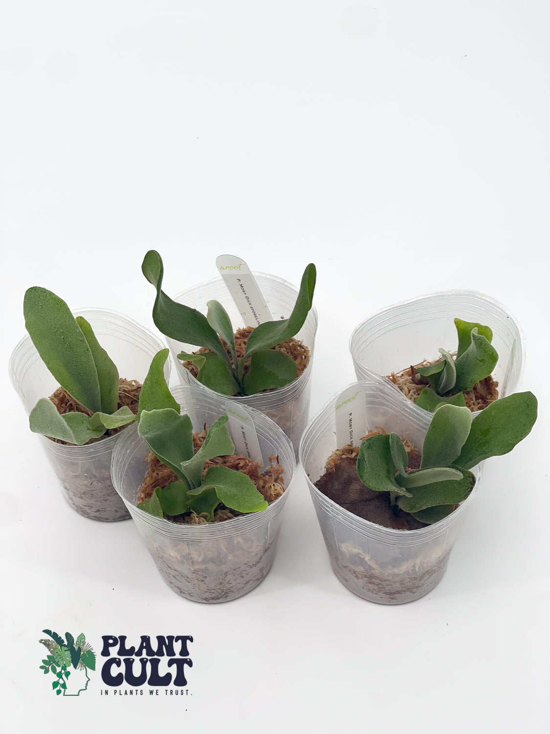 Platycerium Moby Dick Sporeling