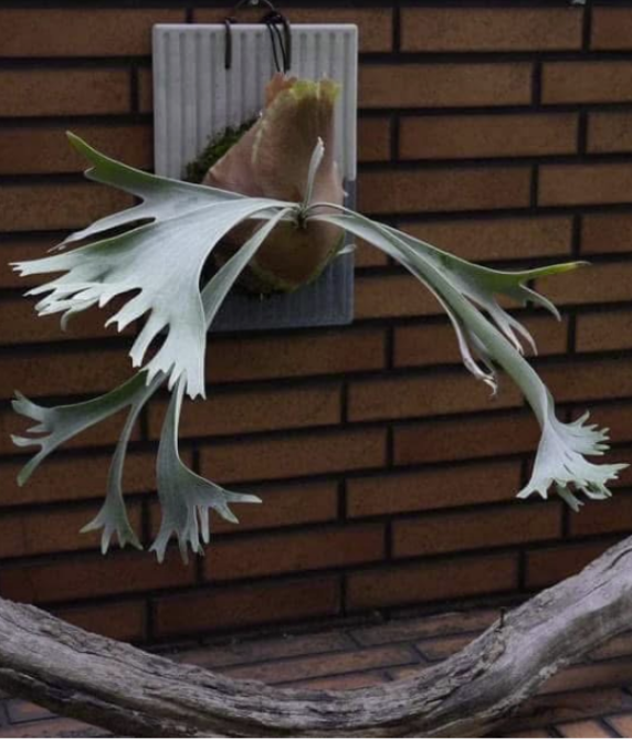 Platycerium Nemo (pup)