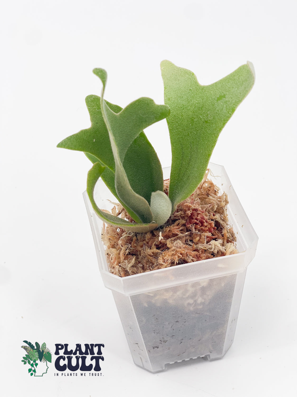 Platycerium Soho Sporeling