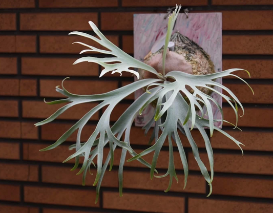 Rydeen x Snow Moon sporeling