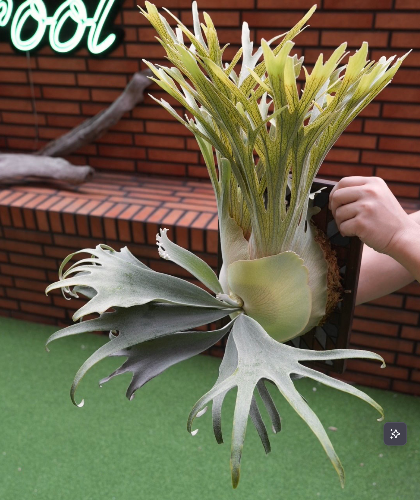 Rydeen x Snow Moon sporeling