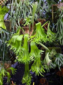 Platycerium Abigail Sporeling