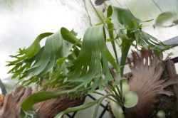 Platycerium Abigail Sporeling