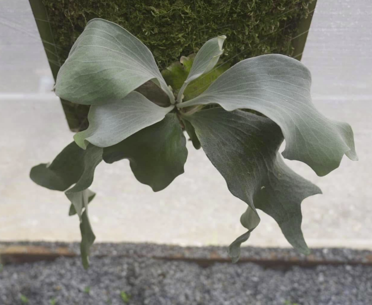 Platycerium Blue moon + Wild Cat + Harusame Sporeling