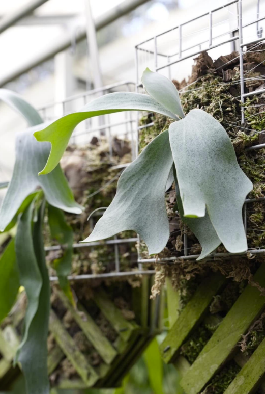 Platycerium HIPS x Bogor White Sporeling