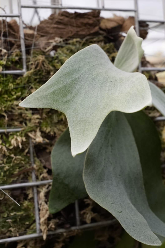 Platycerium HIPS x Bogor White Sporeling