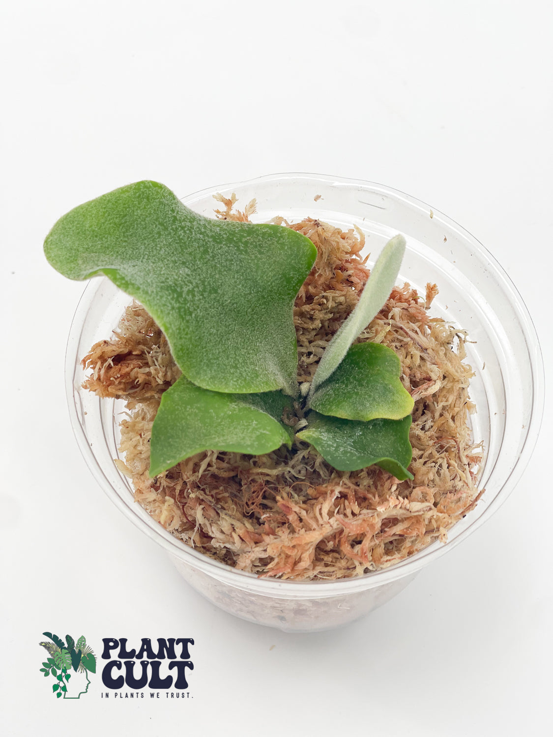 Platycerium Davy Jones + Sri Peuak + Veitchii Sudan Sporeling