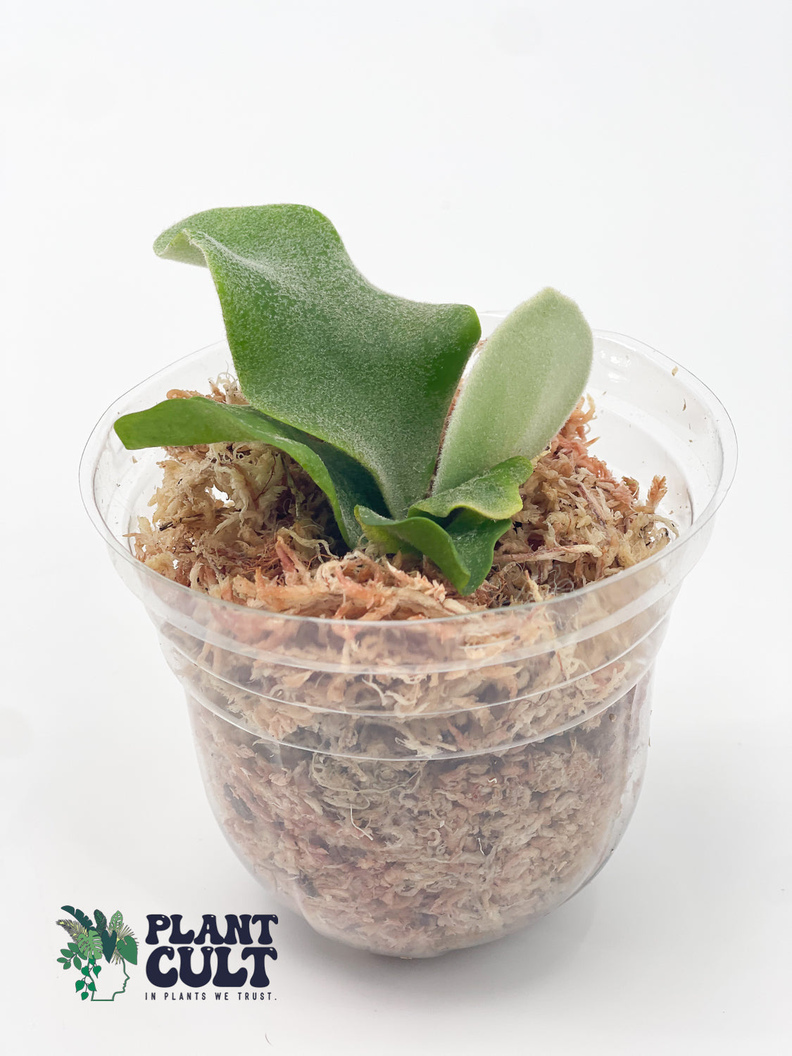 Platycerium Davy Jones + Sri Peuak + Veitchii Sudan Sporeling