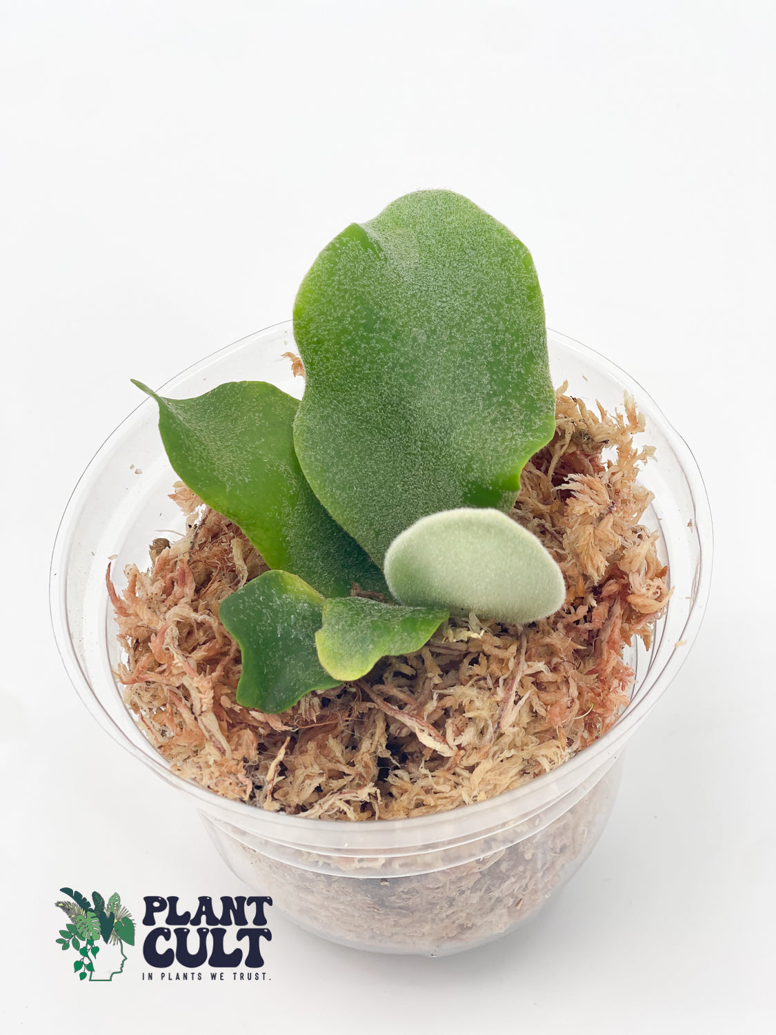 Platycerium Davy Jones + Sri Peuak + Veitchii Sudan Sporeling