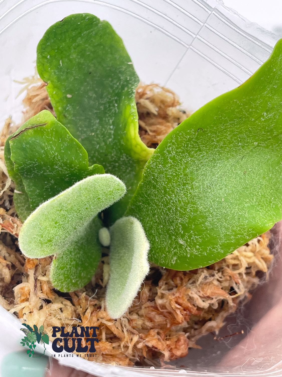 Platycerium Davy Jones + Sri Peuak + Veitchii Sudan Sporeling