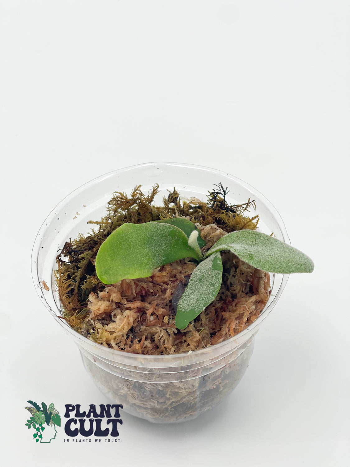 Platycerium Davy Jones + Sri Peuak + Veitchii Sudan Sporeling