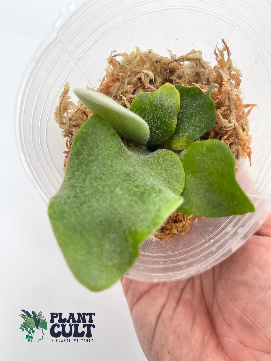 Platycerium Davy Jones + Sri Peuak + Veitchii Sudan Sporeling