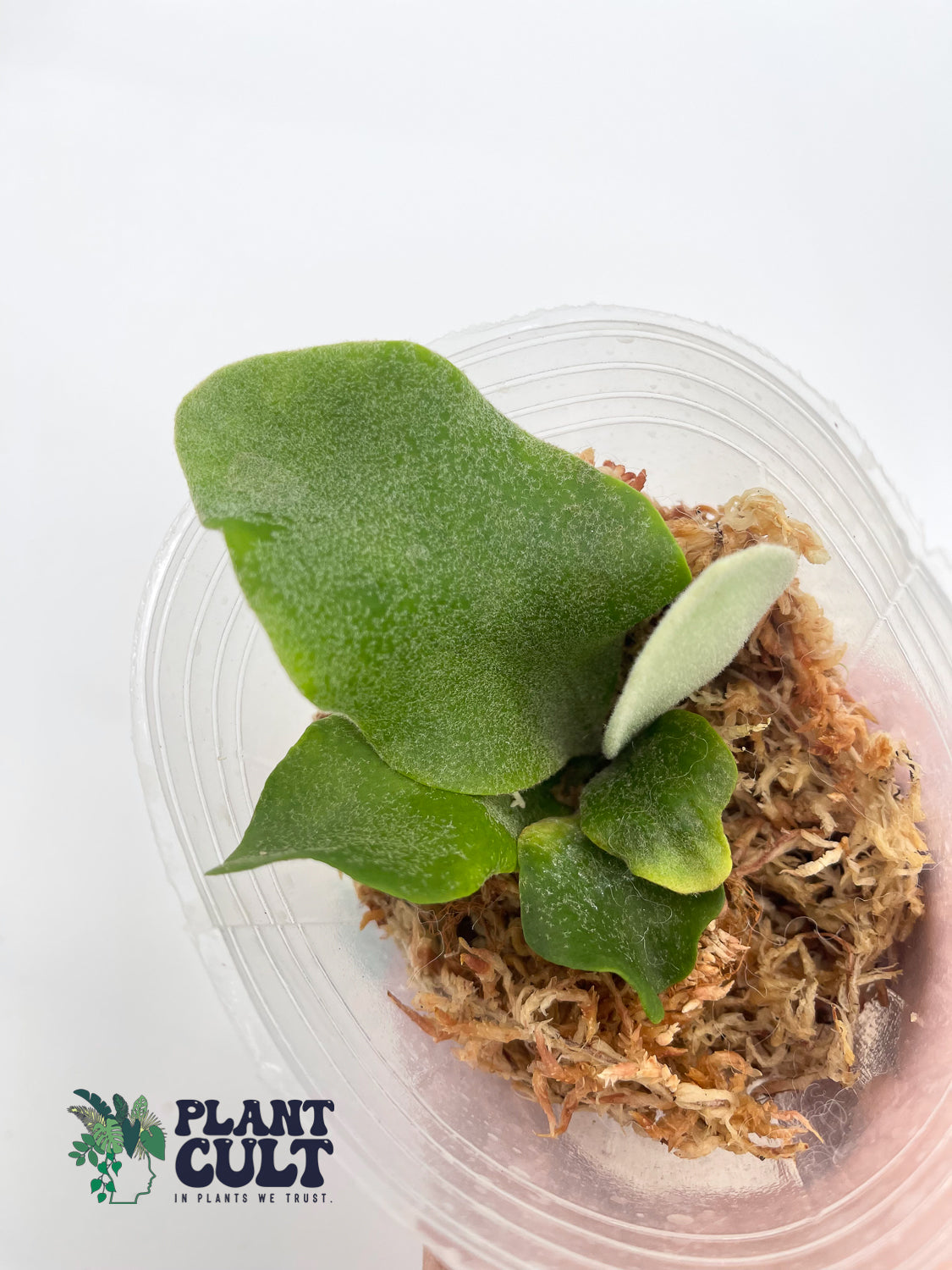 Platycerium Davy Jones + Sri Peuak + Veitchii Sudan Sporeling