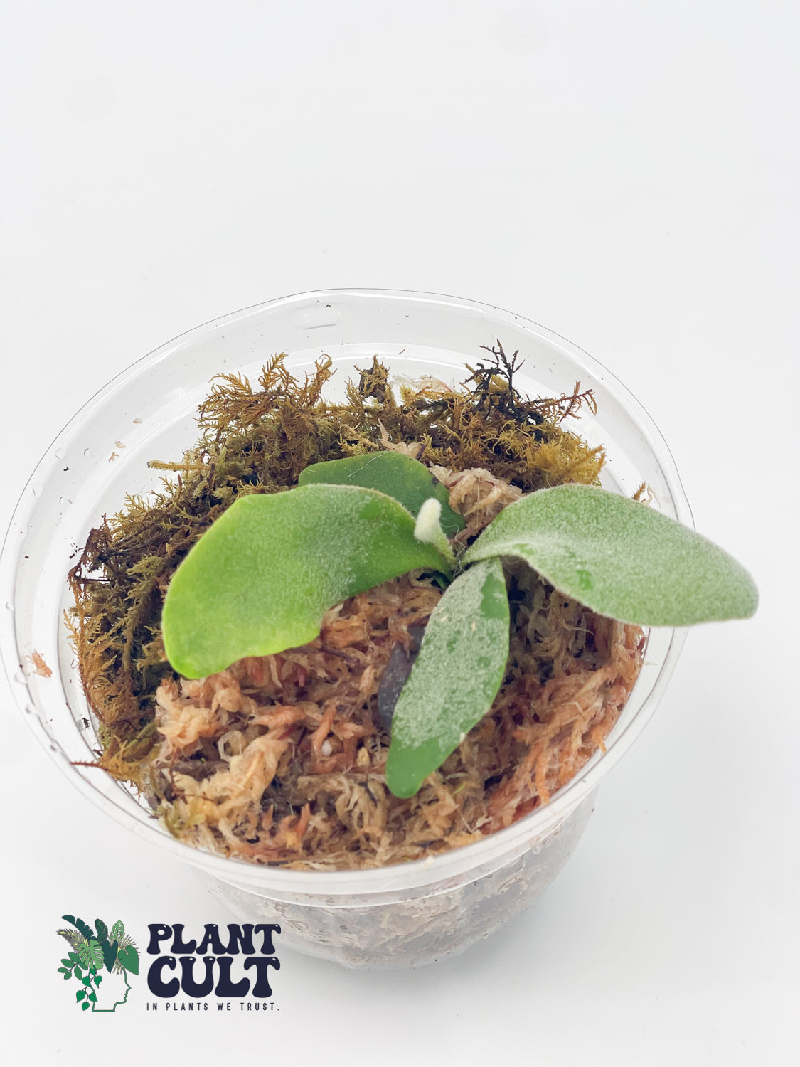 Platycerium Davy Jones + Sri Peuak + Veitchii Sudan Sporeling