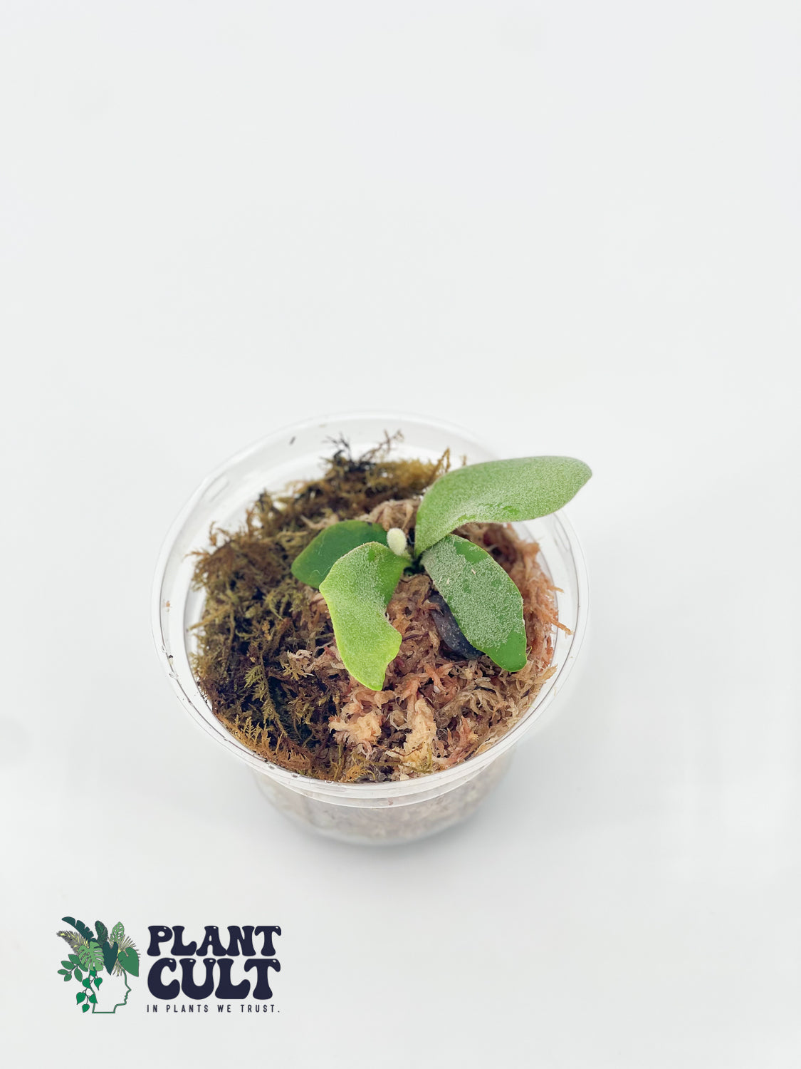 Platycerium Davy Jones + Sri Peuak + Veitchii Sudan Sporeling