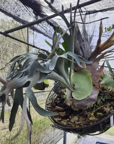 Platycerium Davy Jones + Sri Peuak + Veitchii Sudan Sporeling