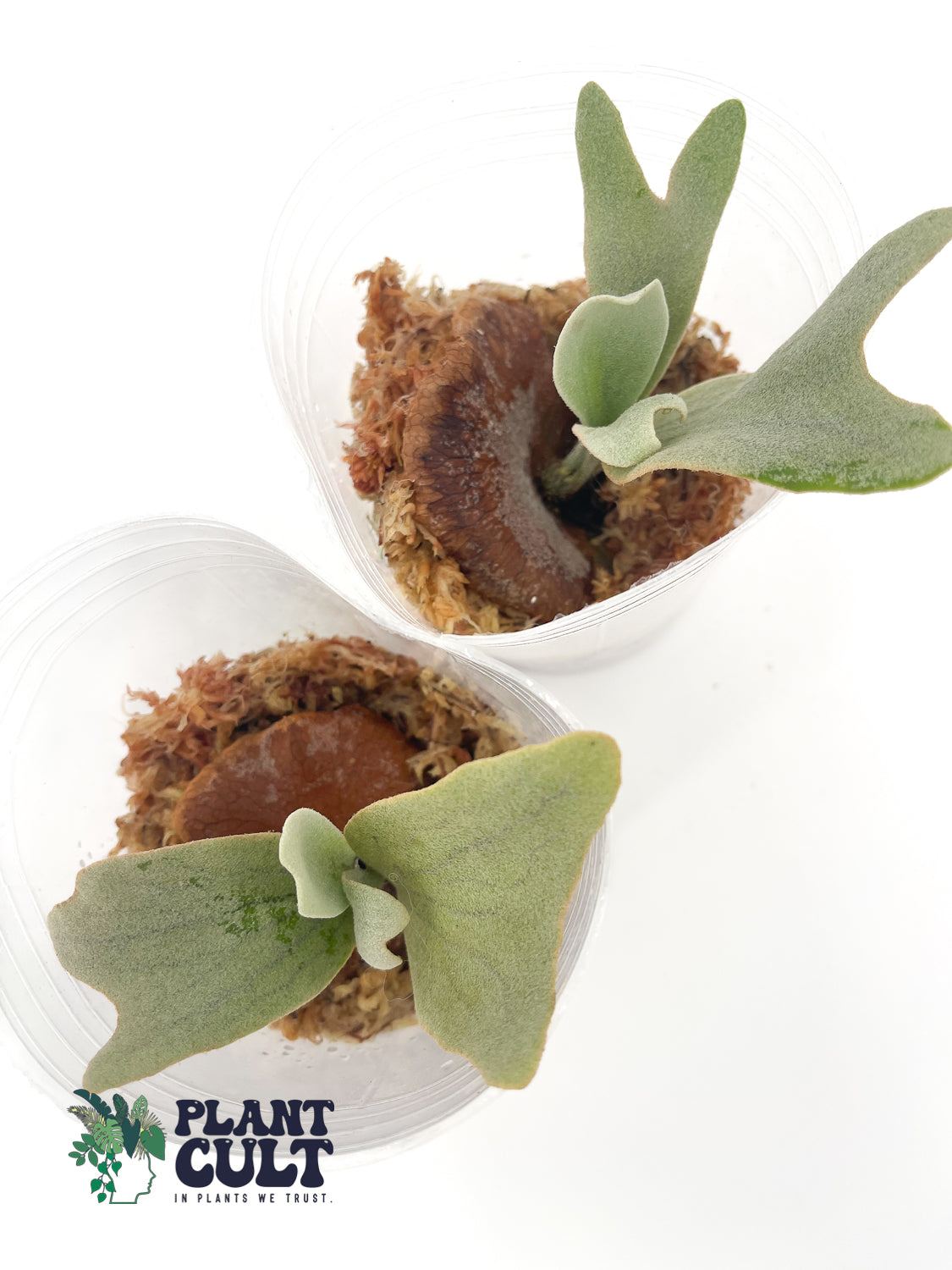 Platycerium Foong SiQi Dwarf (pup)