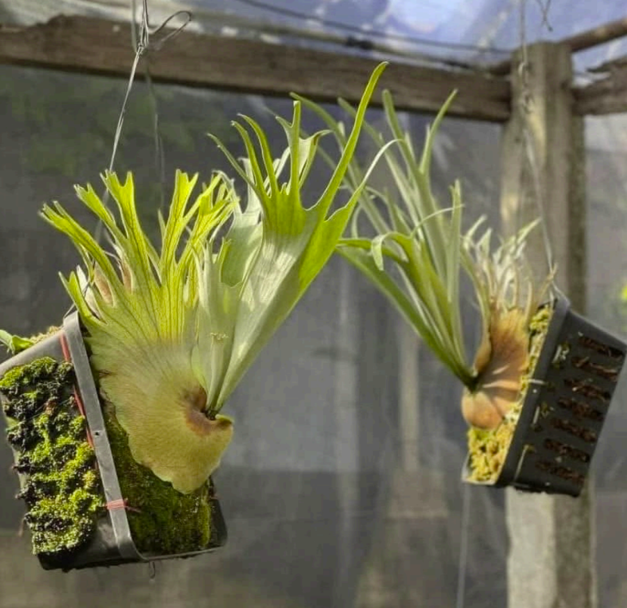 Platycerium Ginka x Lion Head Sporeling